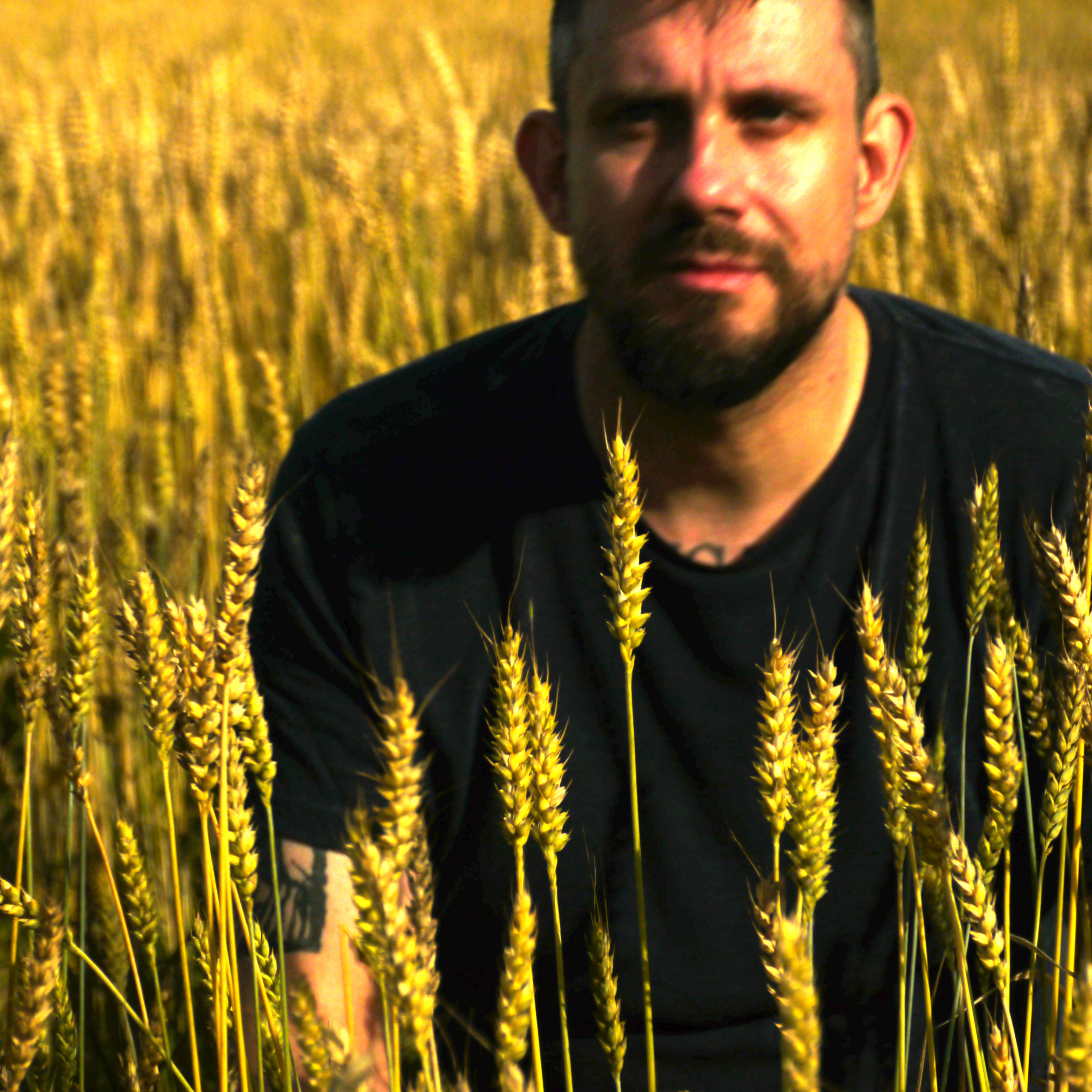 PeterDolving_Cornfield